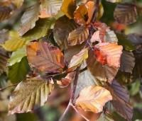 Fagus sylvatica 'Atropunicea' - Rode beuk - 3