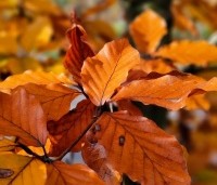 Fagus sylvatica 'Atropunicea' - Rode beuk - 2