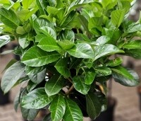 Prunus laurocerasus 'Etna' - Laurierkers - 1