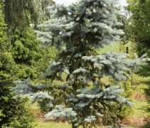 Picea pungens 'Koster'