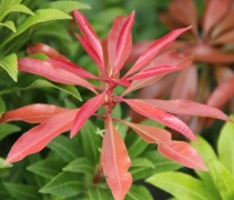 De rode uitlopers van de Pieris 'Mountain Fire' zijn ook echt rood