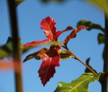 Quercus Rhysophylla 'Maya' boom
