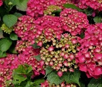 Hydrangea Forever & Ever Red - Hortensia Forever & Ever Red - 1