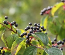 Cornus sanquinea bessen