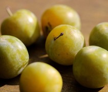 Prunus Reine Claude 'Verte'
