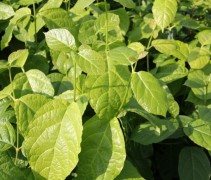 Sinocalycanthus 'Hartlage Wine'