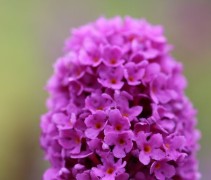 Vlinderstruik 'Free Petite Tutti Frutti' bloementop