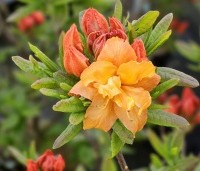 Rhododendron (AK)'Rumba' - Azalea 'Rumba' - 2