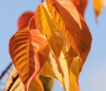 Herfstkleur Sierkers 'Accolade'
