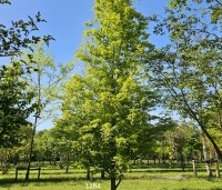 Fagus sylvatica 'Rohan Gold' - Beuk 'Rohan Gold' - 1