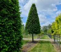 Carpinus betulus 'Fastigiata' - Haagbeuk 'Fastigiata' - gesnoeid