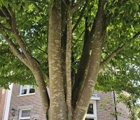 Carpinus betulus 'Fastigiata' - Haagbeuk 'Fastigiata' - 3