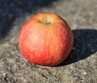 Malus dom. 'Red Elstar' - Malus dom. 'Red Elstar' - 1