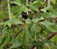 Acer griseum - Papieresdoorn - blad in oktober