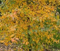 Nyssa sylvatica - Zwarte tulepoboom - 2