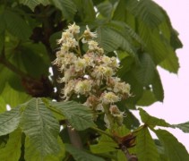 Aesculus hippocastanum 'Umbraculifera', bloem