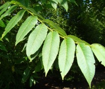 Juglans nigra