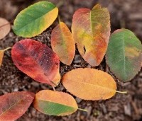 Amelanchier canandensis 'October Flame' - Zuilvormige krentenboompje met rood herfstblad - 2