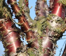 Prunus Serrula