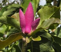 Magnolia soulangeana 'Lennei' - Beverboom - 4