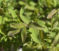 Lonicera caerulea 'Kamtschatica' - Honingbes 'Kamtschatica' - 1