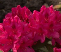 Rhododendron 'Nova Zembla' met rode bloemen