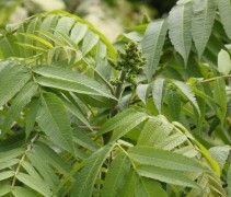 Rhus Typhina zomerblad met pluim