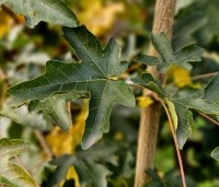 Acer campestre - Veldesdoorn - 2