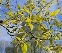Quercus x kewensis - Wintergroene eik Kewensis - 3