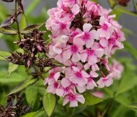 Phlox paniculata 'Bright Eyes' per kist á 24 st. - Vlambloem 'Bright Eyes' - 2