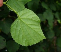 onderzijde blad Winterlinde, leivorm