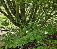 Fagus sylvatica 'Rotundifolia' - Rondbladige dwergbeuk - 5