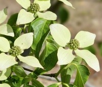 cornus kousa var chinensis - cornus kousa var chinensis - 2