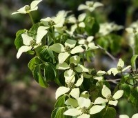 cornus kousa var chinensis - cornus kousa var chinensis - 1