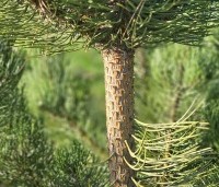 Pinus nigra 'Oregon Green' - Oostenrijkse den 'Oregon Green' - 1