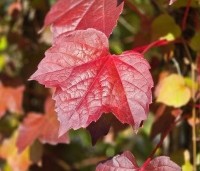 Parthenocissus tricuspidata 'Veitchii' - Wilde Wingerd Quickhedge - 1
