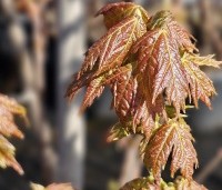 Acer x freemanii 'Autumn Blaze' - Acer x freemanii 'Autumn Blaze' (Jeffersred) - voorjaar