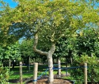Acer palmatum 'Dissectum' - Japanse esdoorn 'Dissectum' - 3