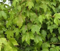 Acer rubrum 'October Glory' - Amerikaanse esdoorn - zomerblad