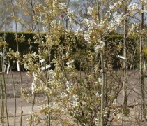 Amelanchier laevis Ballerina