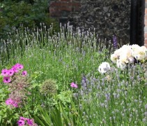 Lavendula in combinatie met een witte roos en geranium
