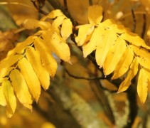 Pterocarya fraxinifolia herfstblad
