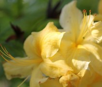 Rhododendron Azalea Knaphill 'Golden Sunset'