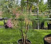 Tamarix ramosissima 'Pink Cascade' - Tamarisk - 1
