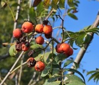Sorbus aucuparia - Lijsterbes - 1