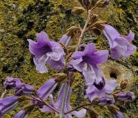 paulownia tomentosa - paulownia tomentosa - 1