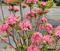 Rhododendron 'Homebush' - Azalea ''Homebush' - 1