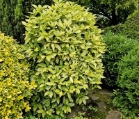 Aucuba jap. 'Variegata' - Broodboom 'Variegata' - 1