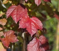Parthenocissus tricuspidata 'Veitchii' - Wilde Wingerd Quickhedge - 6
