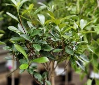 Photinia fraseri 'Red Robin'  - Glansmispel - boompje op stam